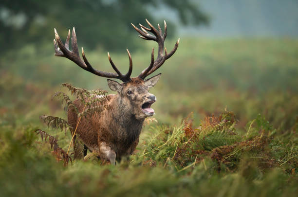 istock Red deer stag calling during rutting season 1180590365