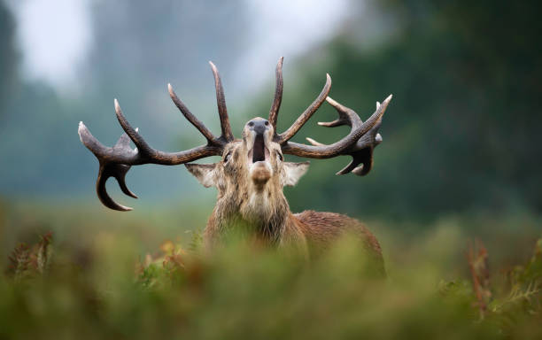 istock Red deer stag calling during rutting season 1180590376