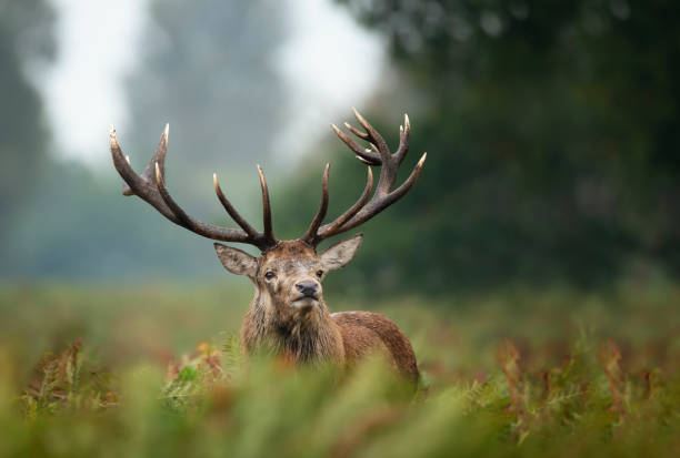 istock Red deer stag during rutting season in autumn 1180590379