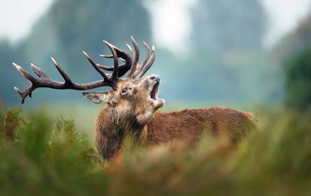 istock Red deer stag calling during rutting season 1180590390