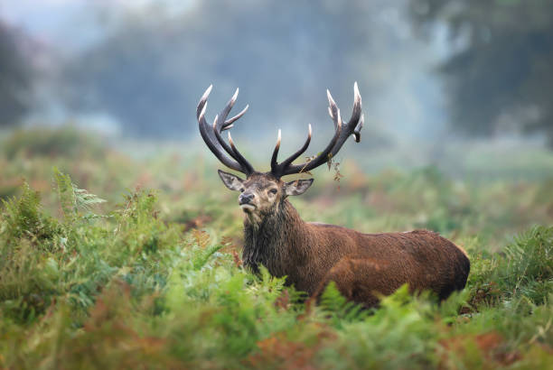 istock Red deer stag calling during rutting season 1180590402