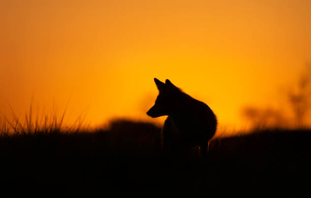Silhouette of a Red fox at sunset