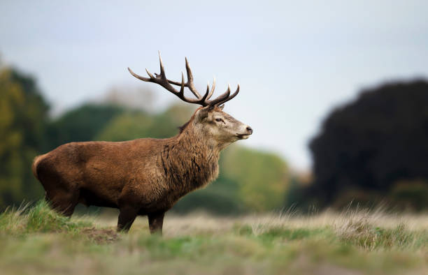 istock Red deer stag during rutting season in autumn 1180590419