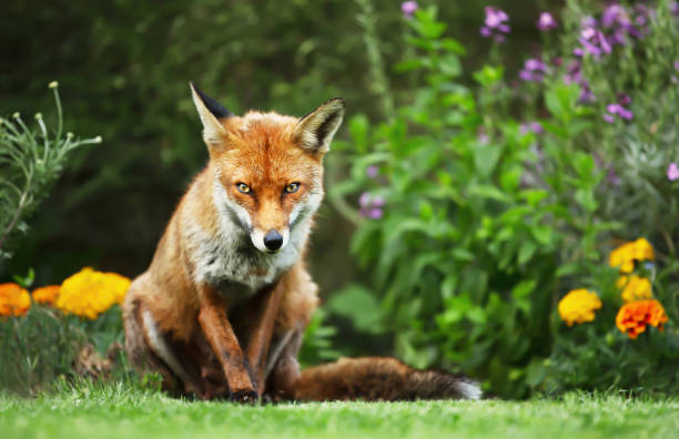 istock Close up of a red fox in a garden 1180590432
