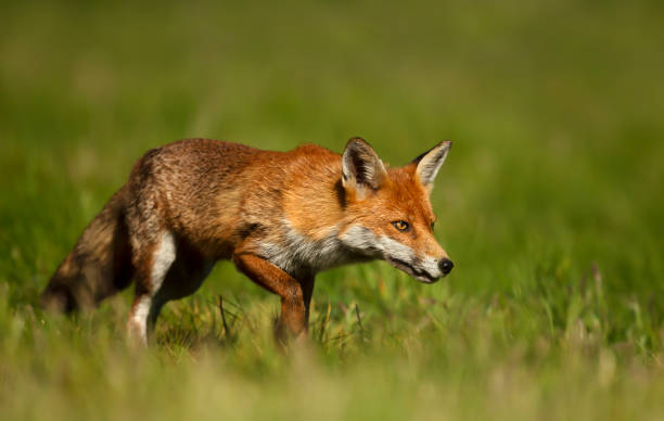 istock Close up of a red fox in grass 1180590437