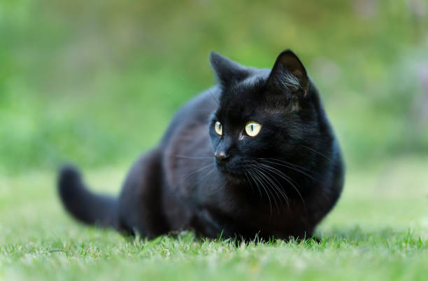 istock Black cat on the grass in the garden 1180590438