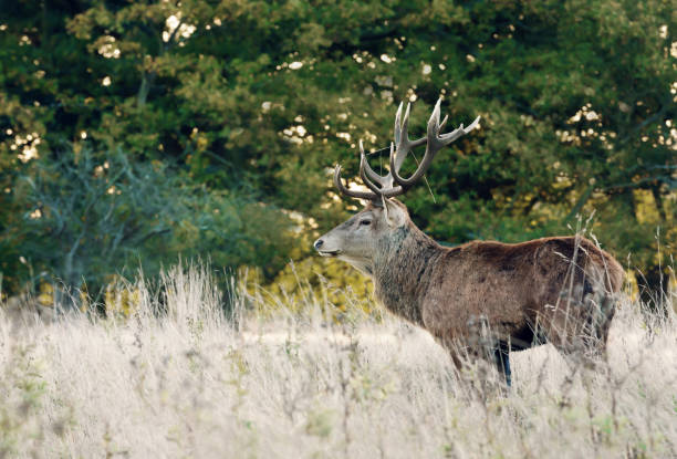 istock Red deer stag during rutting season in autumn 1180590441