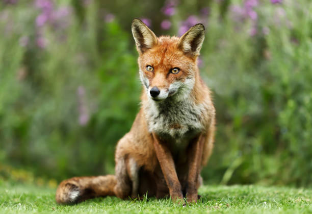 istock Close up of a red fox in a garden 1180590448