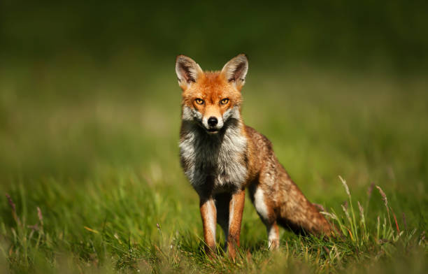 istock Close up of a Red fox standing in green grass 1180590468