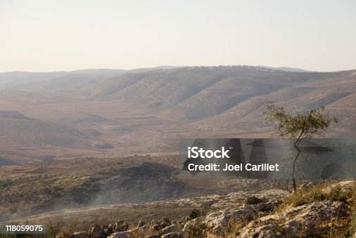istock Olive Tree and West Bank hills near Nablus, Palestine 118059075