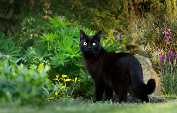 istock Black cat on the grass in the garden 1180590986