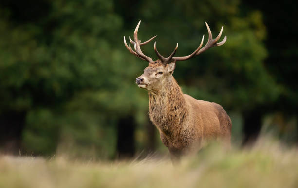 istock Red deer stag during rutting season in autumn 1180591017