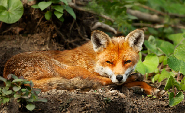 istock Close up of a red fox laying on the ground 1180591029