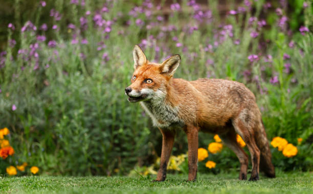 istock Close up of a red fox in a garden 1180591048