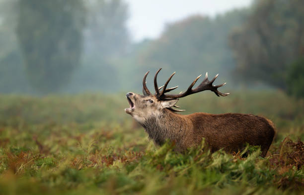 istock Red deer stag calling during rutting season 1180591074