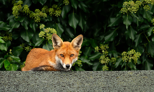 Close up of an urban red fox sleeping on the roof of a shed, UK.