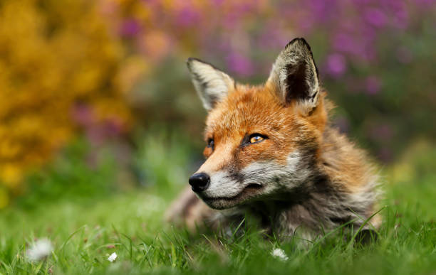 istock Close up of a red fox in a garden 1180591102