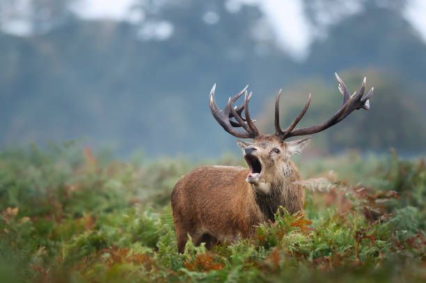 istock Red deer stag calling during rutting season 1180591117