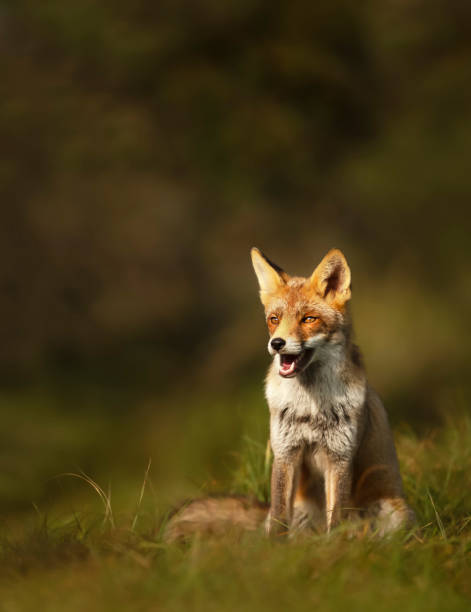 istock Red fox sitting in grass at sunrise 1180591145