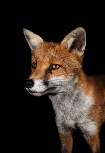 istock Close up of a Red fox against black background 1180591151