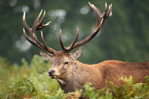 istock Red deer stag during rutting season in autumn 1180591157
