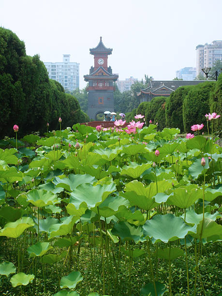 istock Blossoming lotus in the pond 118059205