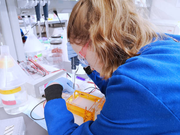 jeune chercheur de femme chargeant des échantillons amplifiés d'adn au gel d'agarose - agarose photos et images de collection
