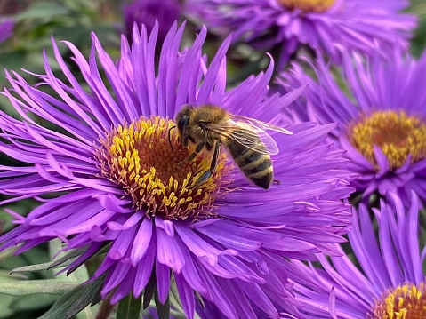 Close up of honey bee on purple aster flower