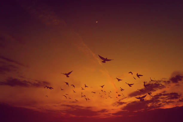 istock Evening sky Beautiful orange sunset sky Nature that is still beautiful 1180593833