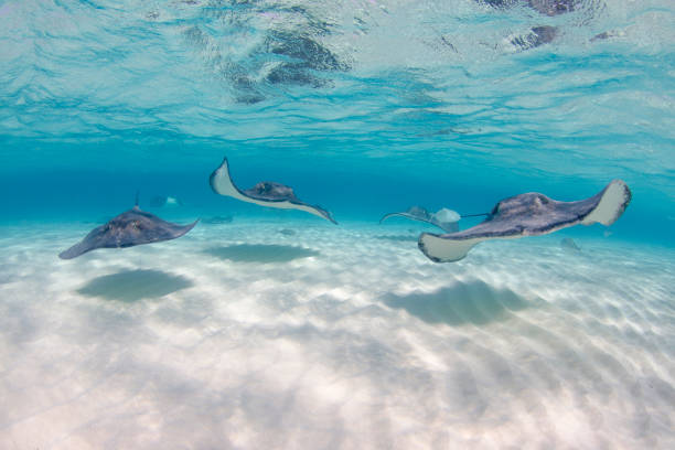 Stingrays swimming towards camera at Stingray city in Grand Cayman Islands Snorkeling with the Stingrays at tourist hotspot Stingray City cayman islands stock pictures, royalty-free photos & images