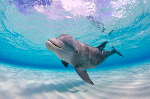 ケイマン諸島グランドケイマンのカメラに向かって浅瀬で泳ぐ野生のイルカ - happy dolphin ストックフォトと画像