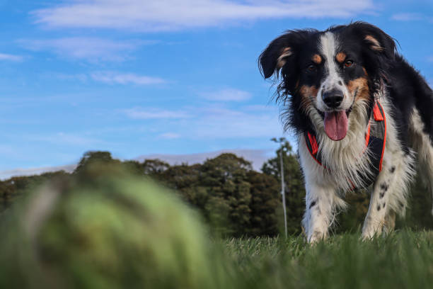 istock An eager dog looks at his ball ready to play 1180596001