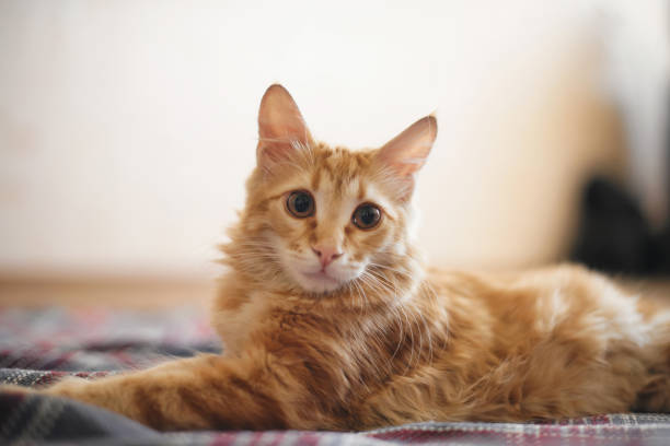 istock close-up of the cat's snout 1180596074