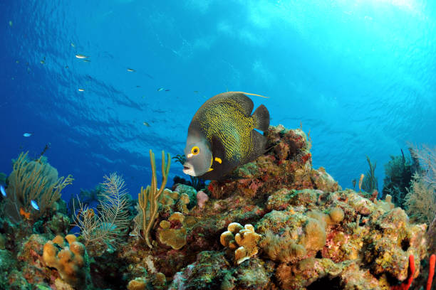 グランドカヤマン、ケイマン諸島のカリブ海のサンゴの上を泳ぐ黄色のエンジェルフィッシュ - beauty in nature coral angelfish fish ストックフォトと画像