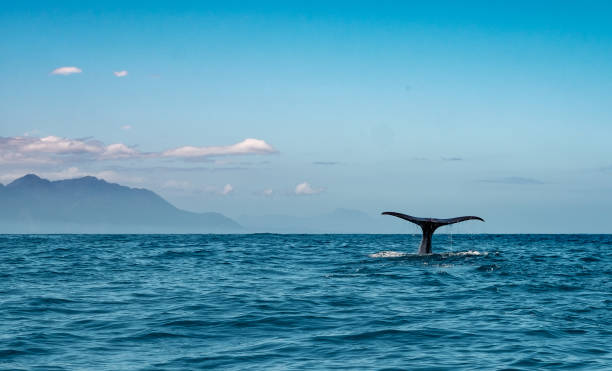 cauda de um mergulho da baleia de esperma para baixo com as escalas de kaikoura no fundo, nova zelândia. - pacific ocean - fotografias e filmes do acervo