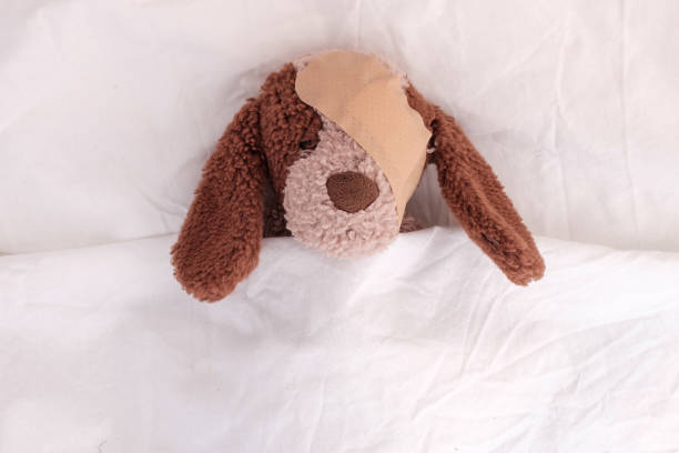 istock cuddly brown dog lying in bed with plaster on head. Conceptual. 1180597245