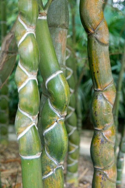 Phyllostachys heterocycla bamboo