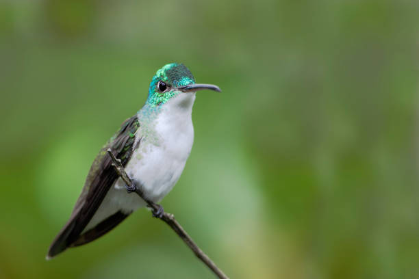 istock Andean Emerald (Amazilia franciae) sitting on branch in Alambi cloud forest, Ecuador 1180597433
