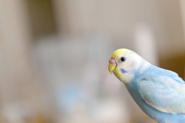 istock The budgerigar (parakeet)young bird which relaxes in a  room. 1180597439