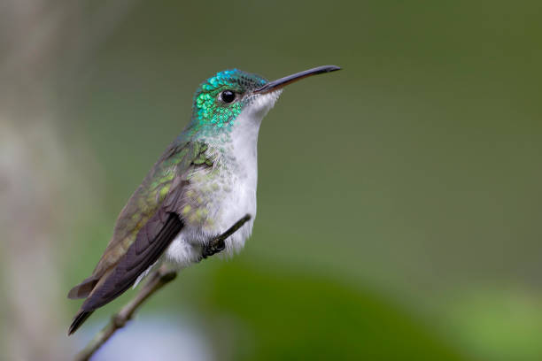 istock Andean Emerald (Amazilia franciae) sitting on branch in Alambi cloud forest, Ecuador 1180597483