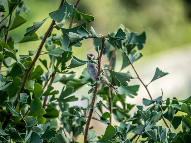 istock Eurasian tree sparrow passer montanus in ginkgo tree 4 1180598757
