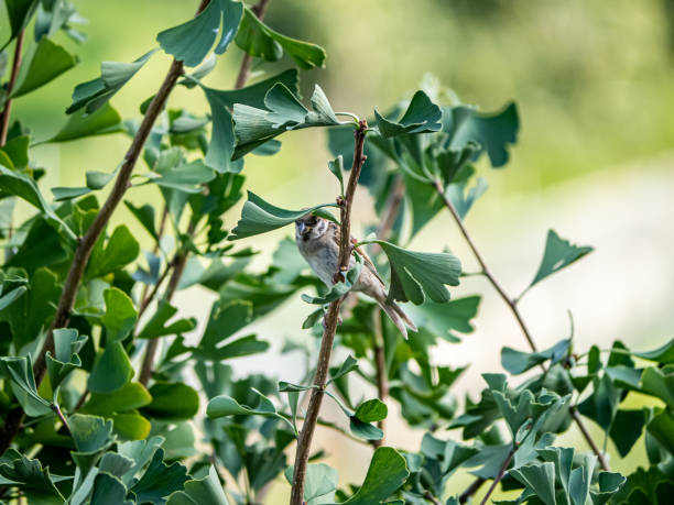 istock Eurasian tree sparrow passer montanus in ginkgo tree 8 1180598777