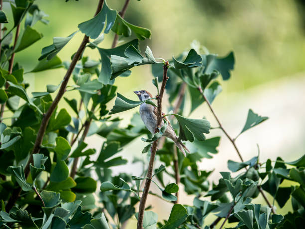 istock Eurasian tree sparrow passer montanus in ginkgo tree 6 1180598864