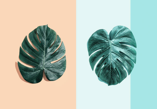 istock Tropical plant Monstera leaves 1180600726