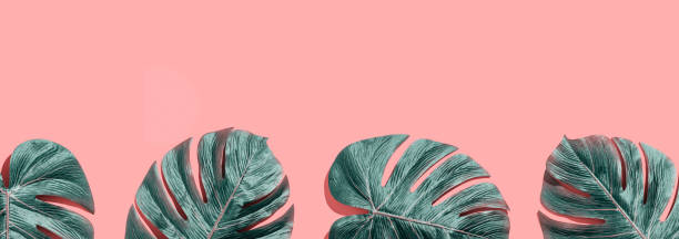istock Tropical plant Monstera leaves 1180600752