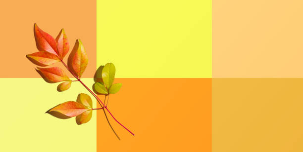 istock Autumn leaves from above 1180601430