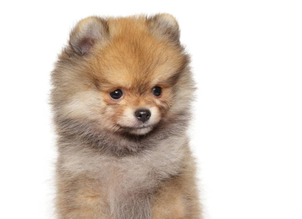 istock Pomeranian Spitz puppy on white background 1180601621