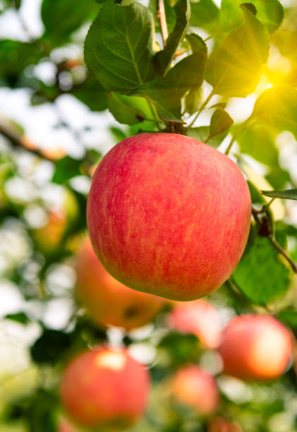 The ripe apples will be harvested soon.