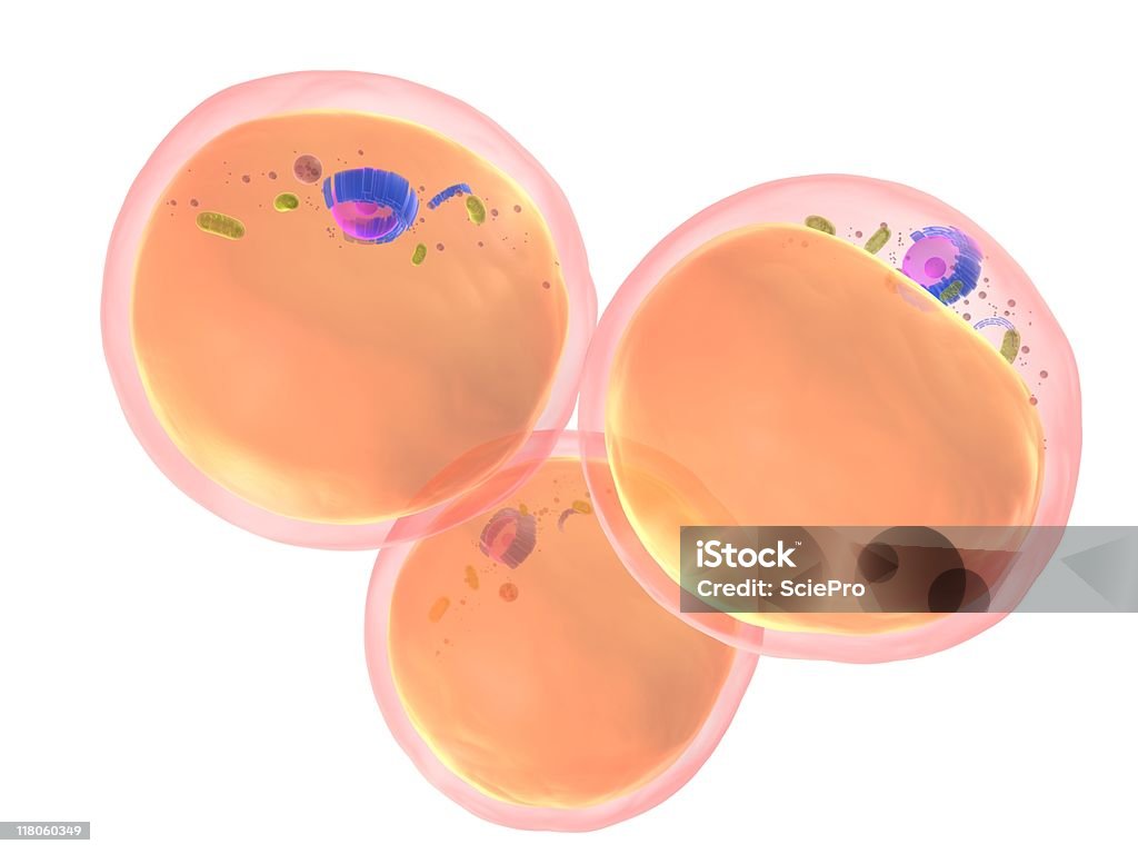 Adipozyt - Lizenzfrei Biologie Stock-Foto