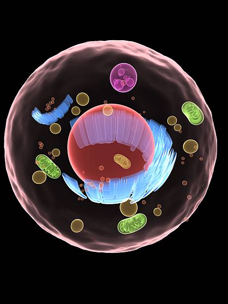 istock Representation of cell structure and its organelles 118060361